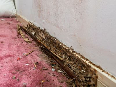 About Brookfield WI Mold Removal Pros - mold removal experts in Brookfield